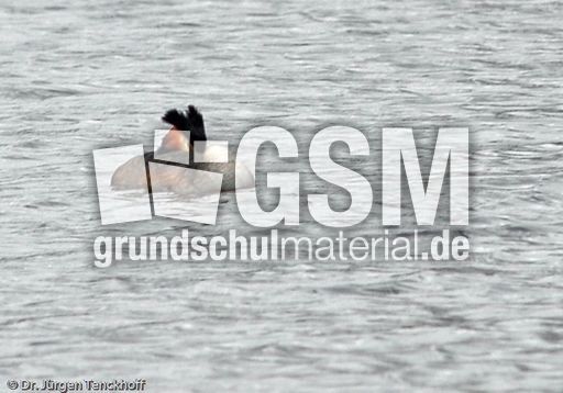 Haubentaucher (1 von 22).jpg